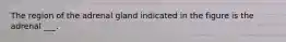 The region of the adrenal gland indicated in the figure is the adrenal ___.