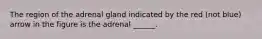 The region of the adrenal gland indicated by the red (not blue) arrow in the figure is the adrenal ______.