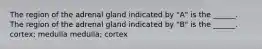 The region of the adrenal gland indicated by "A" is the ______. The region of the adrenal gland indicated by "B" is the ______. cortex; medulla medulla; cortex