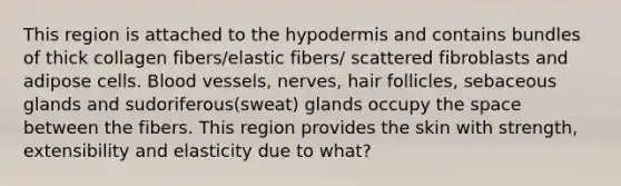 This region is attached to the hypodermis and contains bundles of thick collagen fibers/elastic fibers/ scattered fibroblasts and adipose cells. Blood vessels, nerves, hair follicles, sebaceous glands and sudoriferous(sweat) glands occupy the space between the fibers. This region provides the skin with strength, extensibility and elasticity due to what?