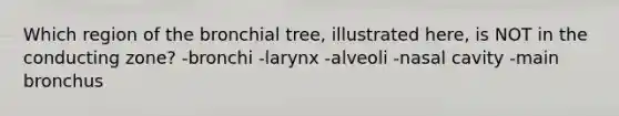 Which region of the bronchial tree, illustrated here, is NOT in the conducting zone? -bronchi -larynx -alveoli -nasal cavity -main bronchus