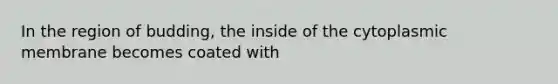 In the region of budding, the inside of the cytoplasmic membrane becomes coated with