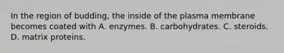 In the region of budding, the inside of the plasma membrane becomes coated with A. enzymes. B. carbohydrates. C. steroids. D. matrix proteins.