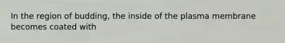 In the region of budding, the inside of the plasma membrane becomes coated with