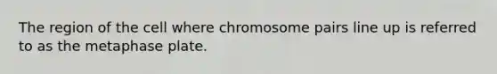 The region of the cell where chromosome pairs line up is referred to as the metaphase plate.