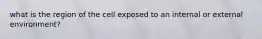 what is the region of the cell exposed to an internal or external environment?