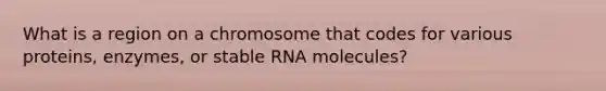 What is a region on a chromosome that codes for various proteins, enzymes, or stable RNA molecules?