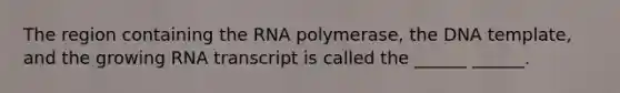 The region containing the RNA polymerase, the DNA template, and the growing RNA transcript is called the ______ ______.