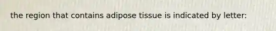 the region that contains adipose tissue is indicated by letter: