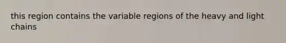 this region contains the variable regions of the heavy and light chains