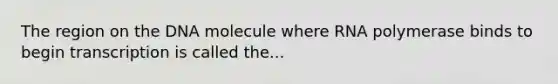 The region on the DNA molecule where RNA polymerase binds to begin transcription is called the...