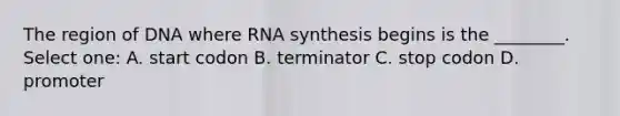 The region of DNA where RNA synthesis begins is the ________. Select one: A. start codon B. terminator C. stop codon D. promoter