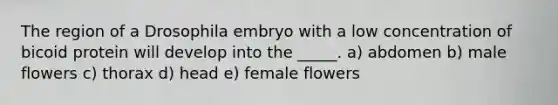 The region of a Drosophila embryo with a low concentration of bicoid protein will develop into the _____. a) abdomen b) male flowers c) thorax d) head e) female flowers