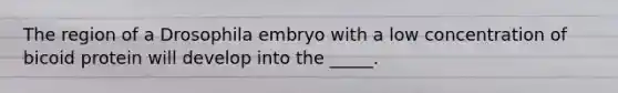 The region of a Drosophila embryo with a low concentration of bicoid protein will develop into the _____.