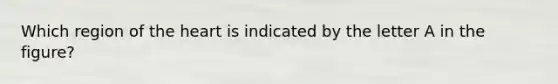 Which region of the heart is indicated by the letter A in the figure?