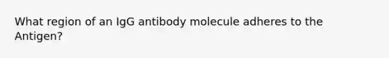 What region of an IgG antibody molecule adheres to the Antigen?