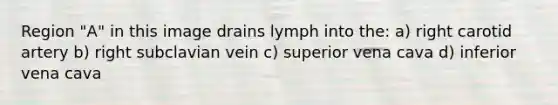 Region "A" in this image drains lymph into the: a) right carotid artery b) right subclavian vein c) superior vena cava d) inferior vena cava