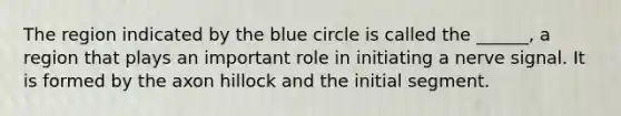 The region indicated by the blue circle is called the ______, a region that plays an important role in initiating a nerve signal. It is formed by the axon hillock and the initial segment.