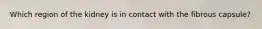 Which region of the kidney is in contact with the fibrous capsule?