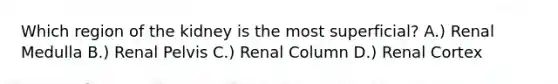 Which region of the kidney is the most superficial? A.) Renal Medulla B.) Renal Pelvis C.) Renal Column D.) Renal Cortex