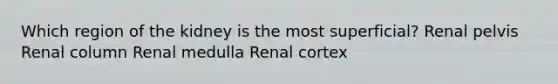 Which region of the kidney is the most superficial? Renal pelvis Renal column Renal medulla Renal cortex