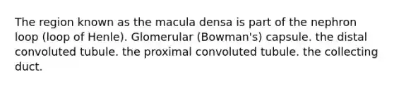 The region known as the macula densa is part of the nephron loop (loop of Henle). Glomerular (Bowman's) capsule. the distal convoluted tubule. the proximal convoluted tubule. the collecting duct.