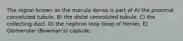 The region known as the macula densa is part of A) the proximal convoluted tubule. B) the distal convoluted tubule. C) the collecting duct. D) the nephron loop (loop of Henle). E) Glomerular (Bowmanʹs) capsule.