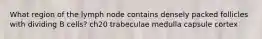 What region of the lymph node contains densely packed follicles with dividing B cells? ch20 trabeculae medulla capsule cortex