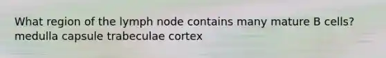 What region of the lymph node contains many mature B cells? medulla capsule trabeculae cortex