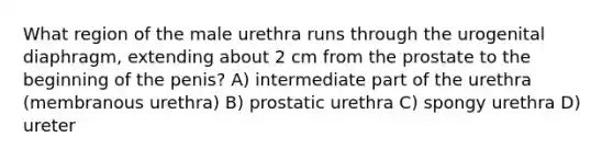 What region of the male urethra runs through the urogenital diaphragm, extending about 2 cm from the prostate to the beginning of the penis? A) intermediate part of the urethra (membranous urethra) B) prostatic urethra C) spongy urethra D) ureter