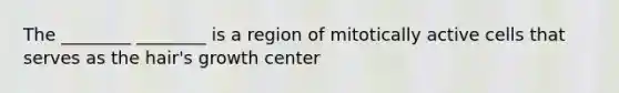 The ________ ________ is a region of mitotically active cells that serves as the hair's growth center