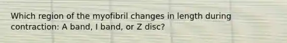 Which region of the myofibril changes in length during contraction: A band, I band, or Z disc?