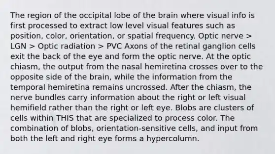 The region of the occipital lobe of the brain where visual info is first processed to extract low level visual features such as position, color, orientation, or spatial frequency. Optic nerve > LGN > Optic radiation > PVC Axons of the retinal ganglion cells exit the back of the eye and form the optic nerve. At the optic chiasm, the output from the nasal hemiretina crosses over to the opposite side of the brain, while the information from the temporal hemiretina remains uncrossed. After the chiasm, the nerve bundles carry information about the right or left visual hemifield rather than the right or left eye. Blobs are clusters of cells within THIS that are specialized to process color. The combination of blobs, orientation-sensitive cells, and input from both the left and right eye forms a hypercolumn.