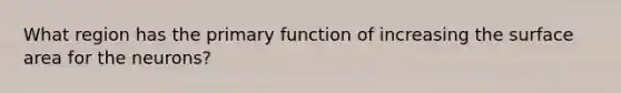 What region has the primary function of increasing the surface area for the neurons?