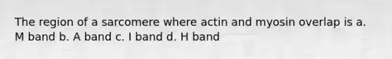 The region of a sarcomere where actin and myosin overlap is a. M band b. A band c. I band d. H band