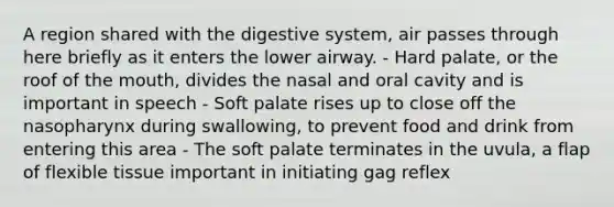 A region shared with the digestive system, air passes through here briefly as it enters the lower airway. - Hard palate, or the roof of <a href='https://www.questionai.com/knowledge/krBoWYDU6j-the-mouth' class='anchor-knowledge'>the mouth</a>, divides the nasal and oral cavity and is important in speech - Soft palate rises up to close off the nasopharynx during swallowing, to prevent food and drink from entering this area - The soft palate terminates in the uvula, a flap of flexible tissue important in initiating gag reflex