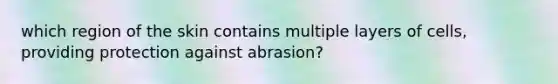 which region of the skin contains multiple layers of cells, providing protection against abrasion?