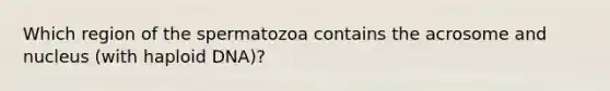 Which region of the spermatozoa contains the acrosome and nucleus (with haploid DNA)?