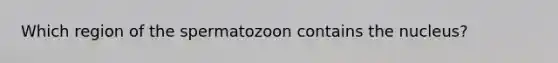 Which region of the spermatozoon contains the nucleus?