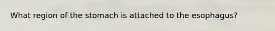 What region of the stomach is attached to the esophagus?