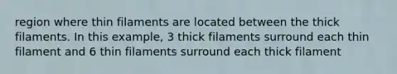 region where thin filaments are located between the thick filaments. In this example, 3 thick filaments surround each thin filament and 6 thin filaments surround each thick filament