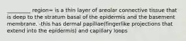 _________ region= is a thin layer of areolar connective tissue that is deep to the stratum basal of the epidermis and the basement membrane. -this has dermal papillae(fingerlike projections that extend into the epidermis) and capillary loops