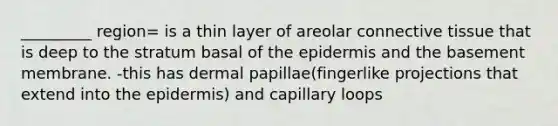 _________ region= is a thin layer of areolar connective tissue that is deep to the stratum basal of the epidermis and the basement membrane. -this has dermal papillae(fingerlike projections that extend into the epidermis) and capillary loops