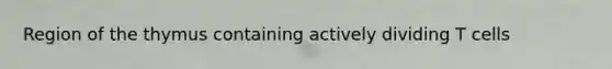 Region of the thymus containing actively dividing T cells