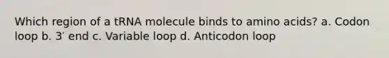 Which region of a tRNA molecule binds to amino acids? a. Codon loop b. 3′ end c. Variable loop d. Anticodon loop