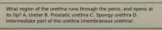 What region of the urethra runs through the penis, and opens at its tip? A. Ureter B. Prostatic urethra C. Spongy urethra D. Intermediate part of the urethra (membranous urethra)