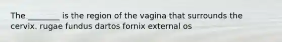 The ________ is the region of the vagina that surrounds the cervix. rugae fundus dartos fornix external os