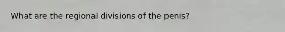 What are the regional divisions of the penis?