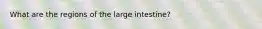 What are the regions of the large intestine?