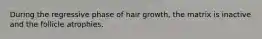 During the regressive phase of hair growth, the matrix is inactive and the follicle atrophies.